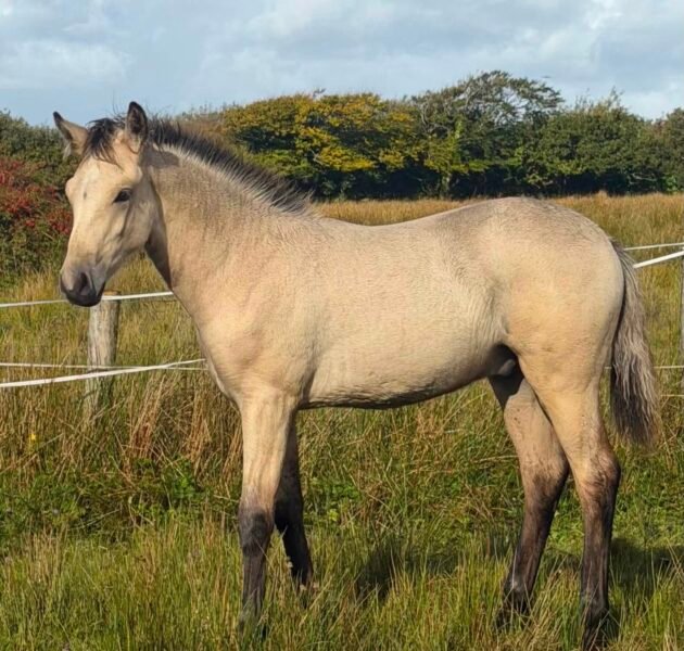 Garraunbawn Rooney – Connemara Colt Foal