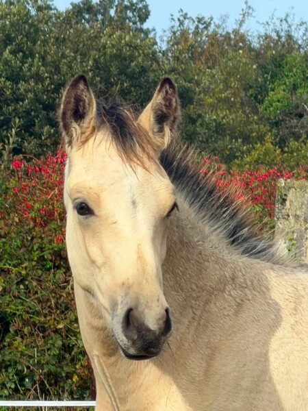 Garraunbawn Rooney – Connemara Colt Foal