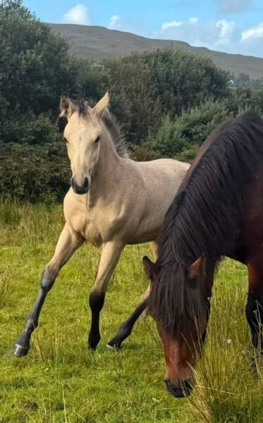 Garraunbawn Rooney – Connemara Colt Foal
