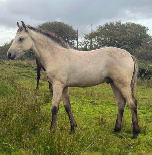 Garraunbawn Rooney – Connemara Colt Foal