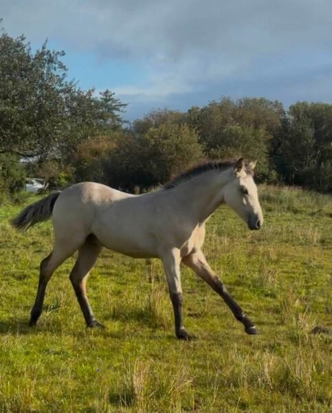 Garraunbawn Rooney – Connemara Colt Foal