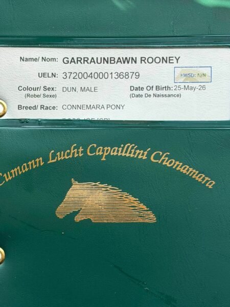 Garraunbawn Rooney – Connemara Colt Foal