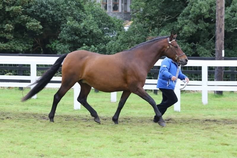 Garraunbawn Rooney – Connemara Colt Foal