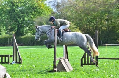 Super 148cm 4yr old gelding