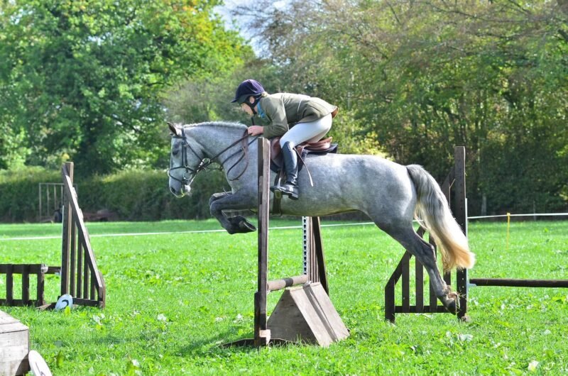 Super 148cm 4yr old gelding