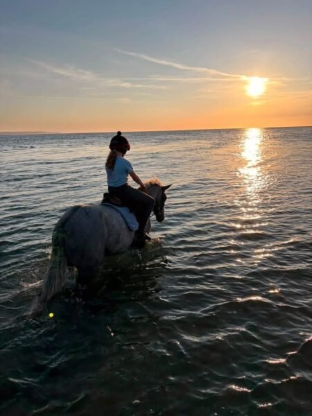 Super 148cm 4yr old gelding