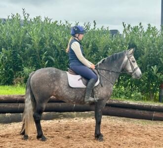 143cm 5 year old mare