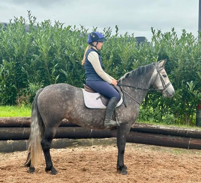 143cm 5 year old mare
