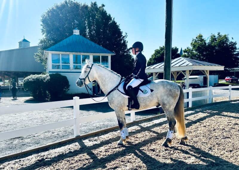 Lovely young Connemara eventing stallion