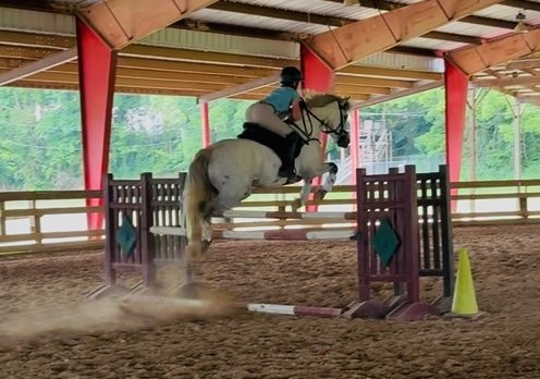 Lovely young Connemara eventing stallion