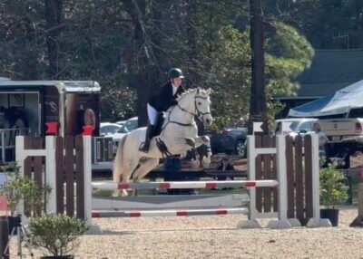 Lovely young Connemara eventing stallion