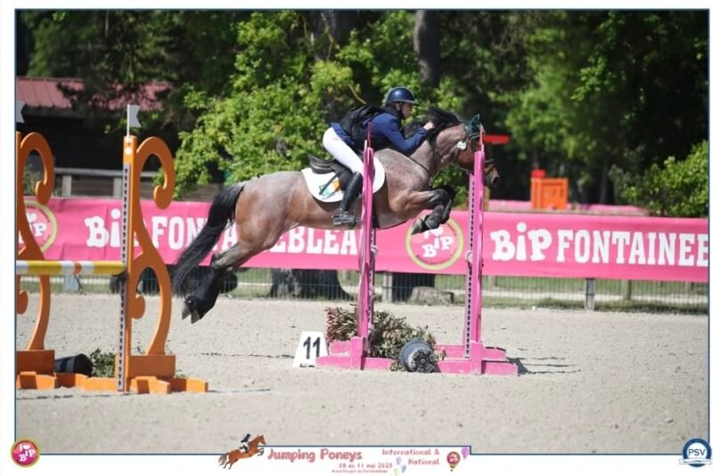Brock Blizzard – 148cm Class 1 Stallion