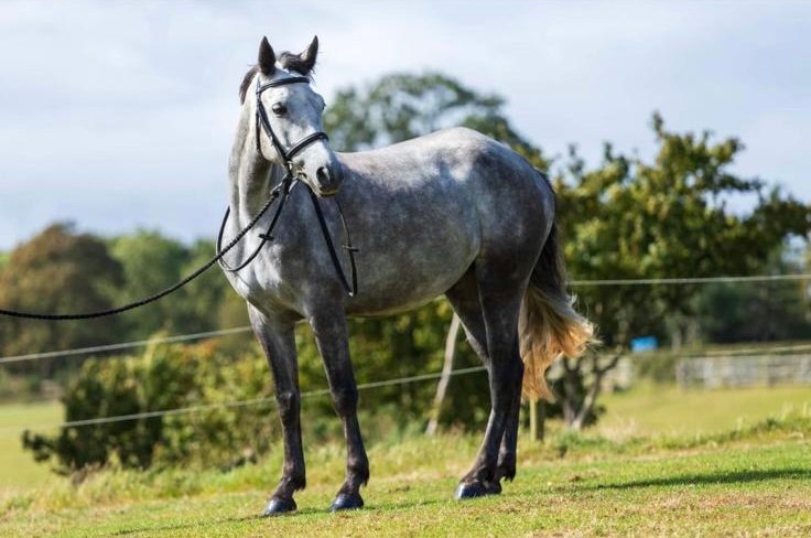 I Love You Melody 148cm 5-Year-Old Mare