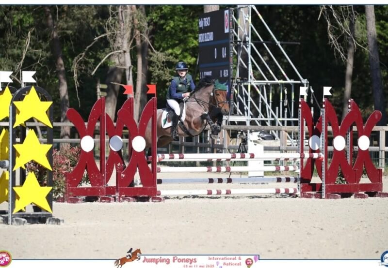 Brock Blizzard – 148cm Class 1 Stallion