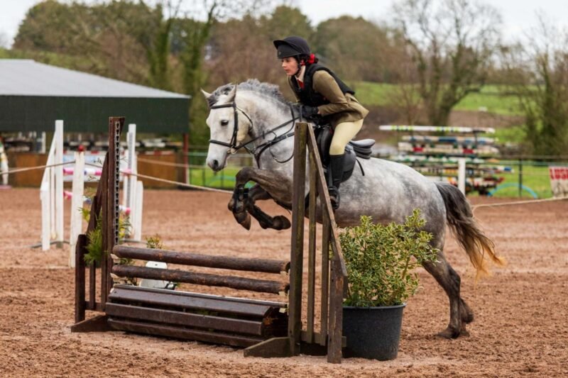 I Love You Melody 148cm 5-Year-Old Mare