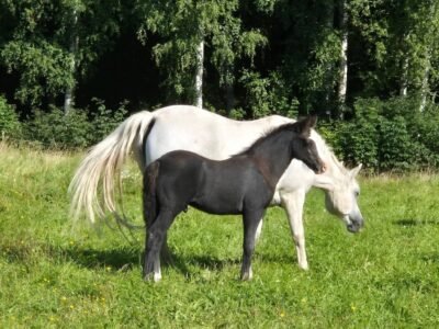 Quality Connemara Colt