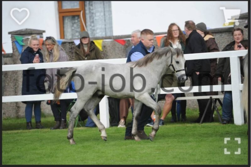 Colt Foal