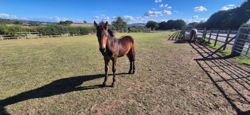 Filly foal by Cahir Knight