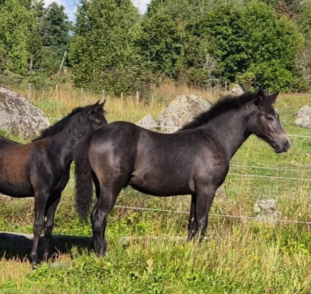 Amazing Connemara colt