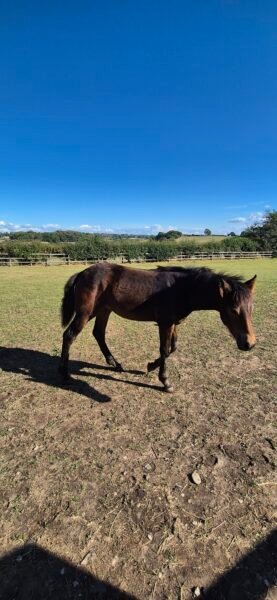 Filly foal by Cahir Knight