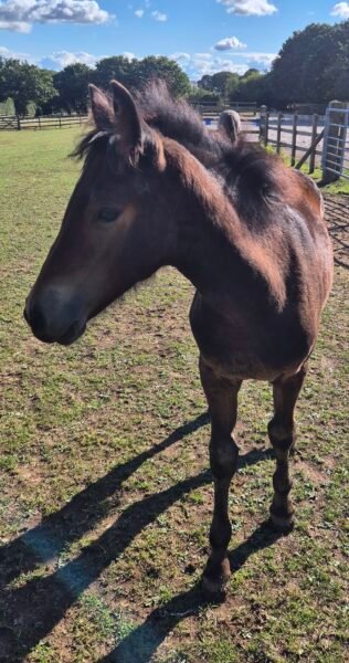 Filly foal by Cahir Knight