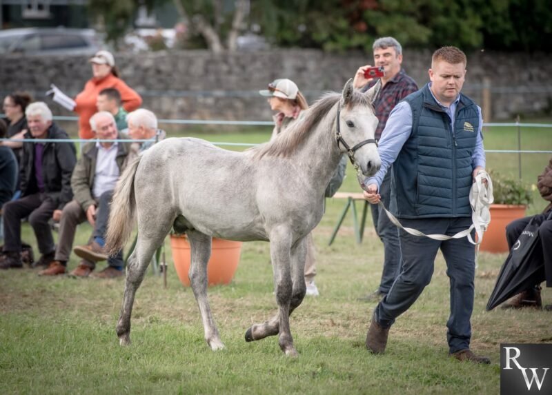 Colt Foal