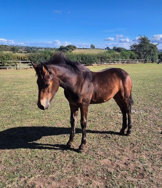 Filly foal by Cahir Knight
