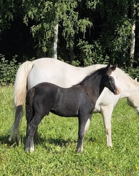 Quality Connemara Colt