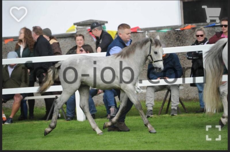 Colt Foal