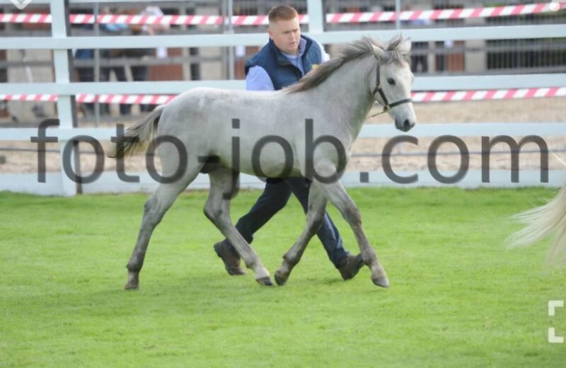 Colt Foal