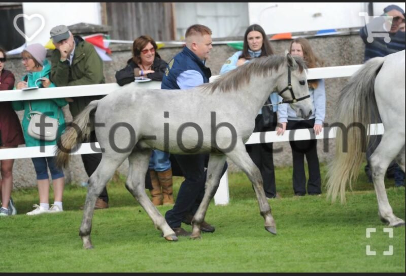 Colt Foal