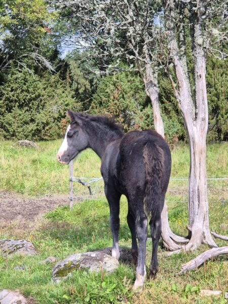 Quality Connemara Colt