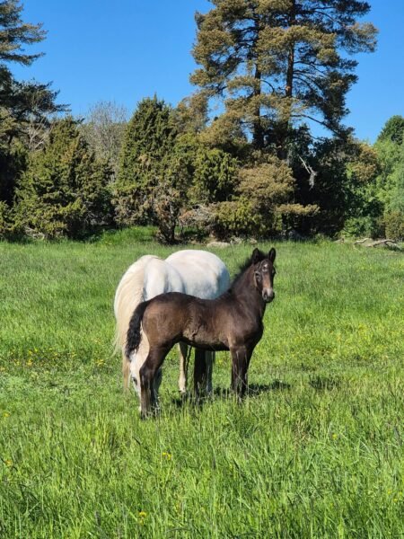 Amazing Connemara colt