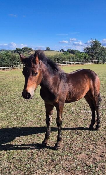 Filly foal by Cahir Knight