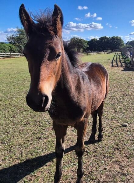 Filly foal by Cahir Knight