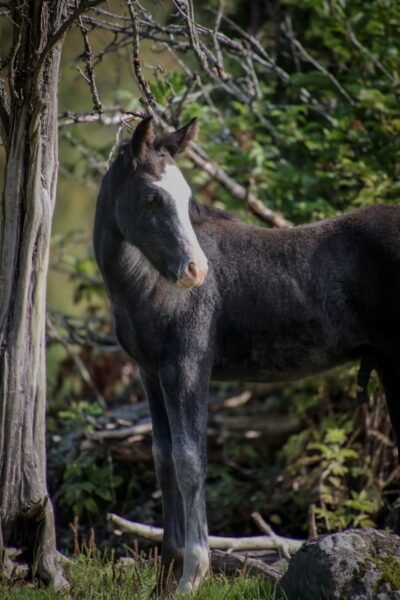 Quality Connemara Colt