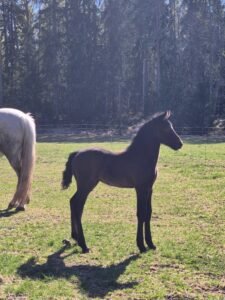 Amazing Connemara colt
