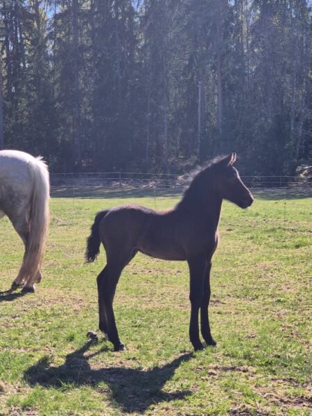 Amazing Connemara colt