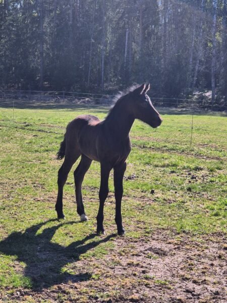 Amazing Connemara colt