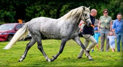 Top Glencarrig Knight 2yr old Colt