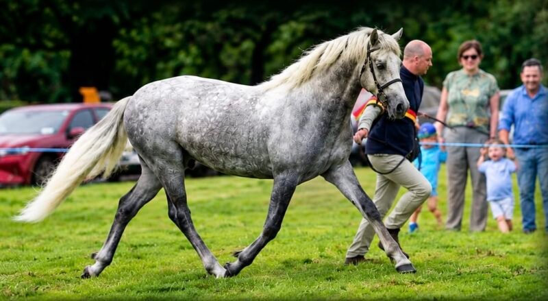 Top Glencarrig Knight 2yr old Colt