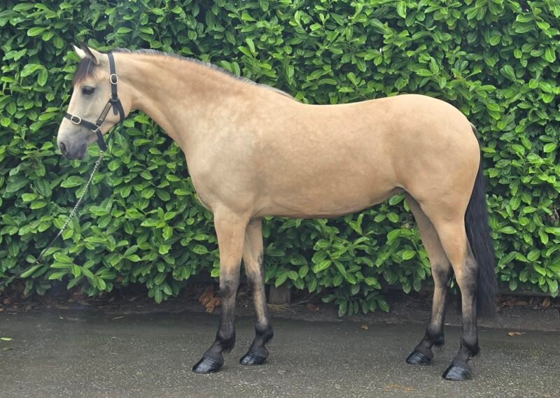 Stunning Buckskin 15hh Mare
