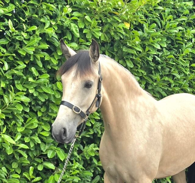 Stunning Buckskin 15hh Mare
