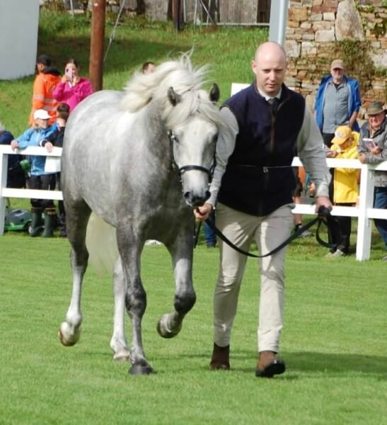 Top Glencarrig Knight 2yr old Colt