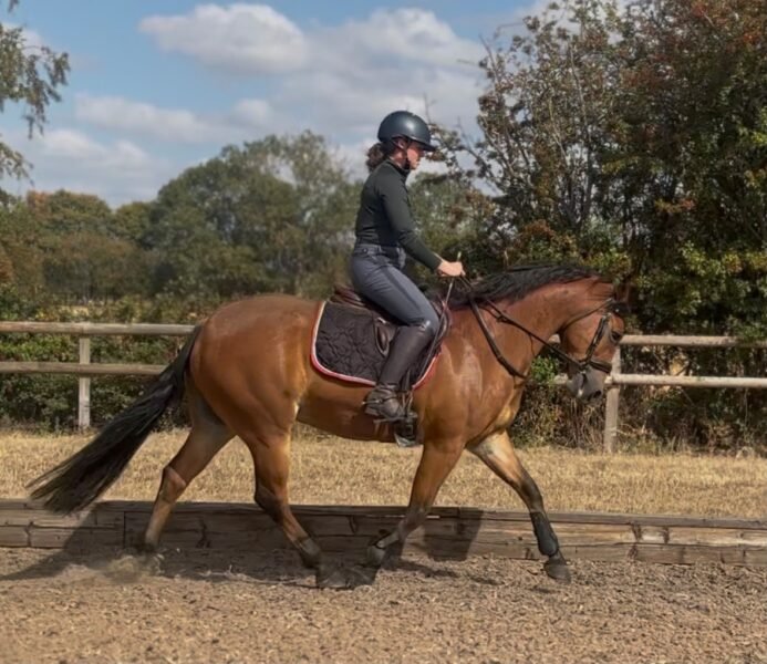 6yo 148cm Gelding