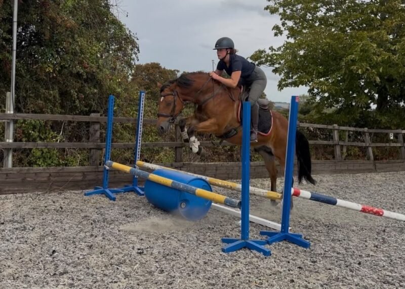 6yo 148cm Gelding