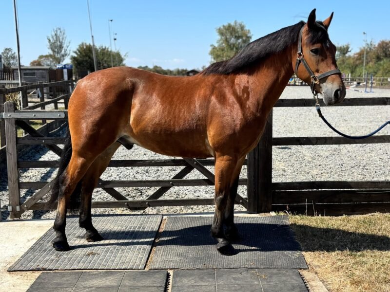 6yo 148cm Gelding
