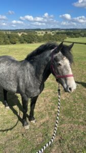 🍀 PADDY 🍀 14.2hh | 5yrs | Registered Connemara Gelding | N/HWSD