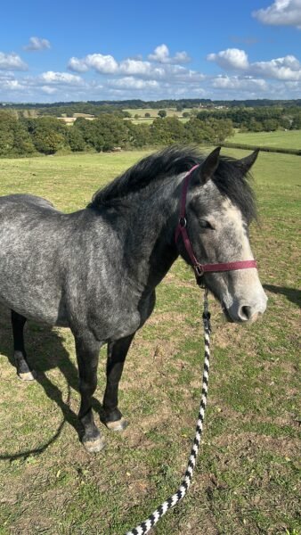 🍀 PADDY 🍀 14.2hh | 5yrs | Registered Connemara Gelding | N/HWSD