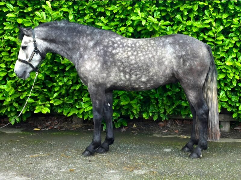 148cm connemara gelding